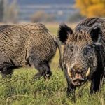 el-jabali-ya-causa-una-invasion-ecologica-grave-y-silenciosa
