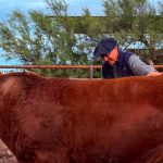 “puede-hacer-historia”:-se-vendio-el-50%-de-un-toro-por-un-precio-record-de-$300-millones