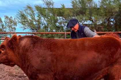 “puede-hacer-historia”:-se-vendio-el-50%-de-un-toro-por-un-precio-record-de-$300-millones