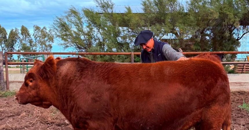 “puede-hacer-historia”:-se-vendio-el-50%-de-un-toro-por-un-precio-record-de-$300-millones