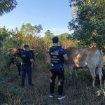 le-robaron-una-yunta-de-bueyes-a-un-colono-de-san-pedro-y-la-policia-la-recupero-en-san-vicente