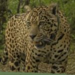 esta-semana-comienza-el-juicio-del-hombre-acusado-de-matar-un-yaguarete-en-formosa:-que-pena-podria-recibir