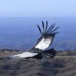 asi-liberaron-en-las-sierras-de-san-luis-a-un-majestuoso-condor-andino-rehabilitado-con-exito