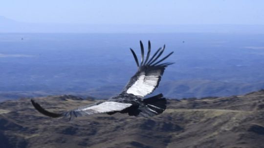 asi-liberaron-en-las-sierras-de-san-luis-a-un-majestuoso-condor-andino-rehabilitado-con-exito