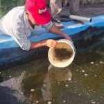 crian-peces-donde-no-hay-rios:-la-sorprendente-experiencia-que-crece-en-el-interior-del-chaco