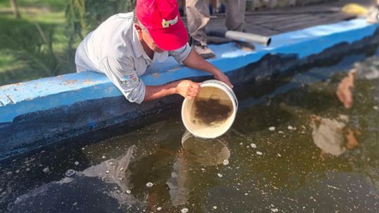 crian-peces-donde-no-hay-rios:-la-sorprendente-experiencia-que-crece-en-el-interior-del-chaco
