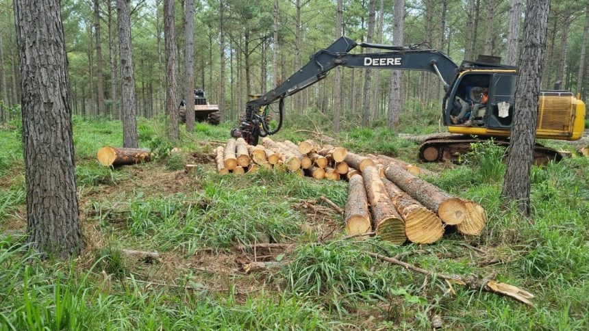 destacan-el-potencial-forestal-de-misiones-para-impulsar-la-construccion-en-madera:-“tenemos-que-atender-ese-mercado-interno”