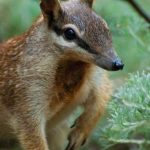 que-son-los-numbats,-los-pequenos-marsupiales-que-renuevan-la-esperanza-en-australia