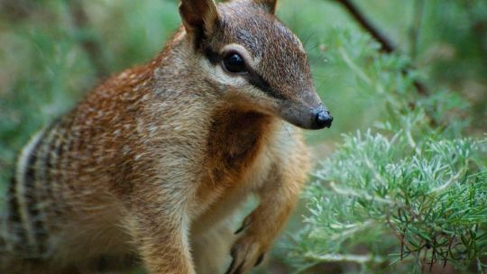 que-son-los-numbats,-los-pequenos-marsupiales-que-renuevan-la-esperanza-en-australia