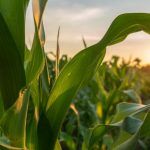 el-maiz-completo-la-quinta-rueda-alcista-seguida-en-el-mercado-internacional-y-toco-el-precio-mas-alto-en-20-meses
