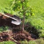 mendoza-reglamento-la-ley-de-arbolado-con-nuevas-multas-y-mas-controles
