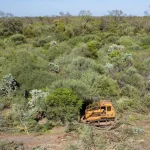 cientificos-revelaron-como-el-estado-facilito-el-desmonte-de-bosques-protegidos-en-chaco