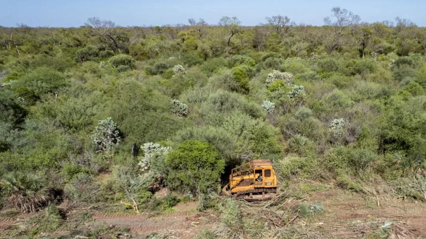cientificos-revelaron-como-el-estado-facilito-el-desmonte-de-bosques-protegidos-en-chaco