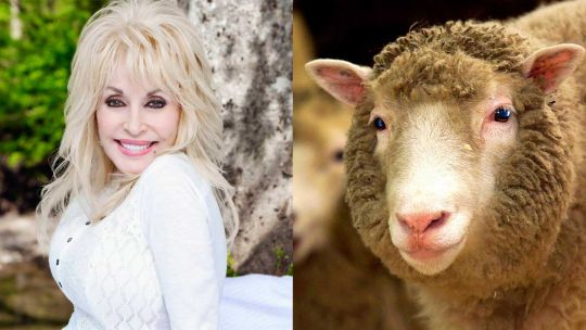 dolly-parton-y-la-oveja-dolly:-la-curiosa-historia-del-nombre-que-unio-a-dos-leyendas