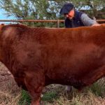 medio-toro-angus-por-$300-millones:-que-hay-detras-del-precio-y-por-que-hoy-la-genetica-paga