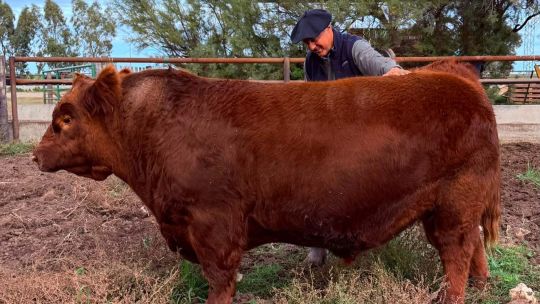 medio-toro-angus-por-$300-millones:-que-hay-detras-del-precio-y-por-que-hoy-la-genetica-paga