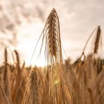 el-trigo-lidera-la-recuperacion-de-los-granos-y-alcanza-precios-maximos-desde-2024