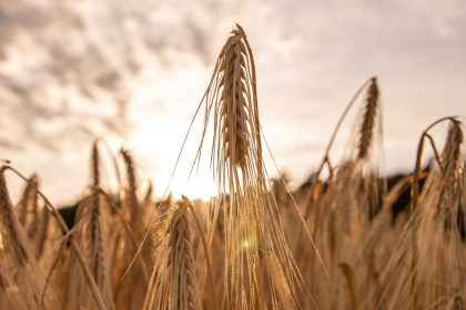 el-trigo-lidera-la-recuperacion-de-los-granos-y-alcanza-precios-maximos-desde-2024
