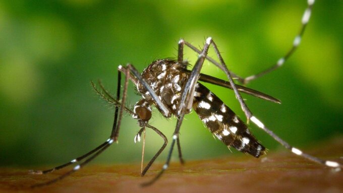 cientificos-argentinos-buscan-atacar-al-mosquito-del-dengue-con-una-vacuna