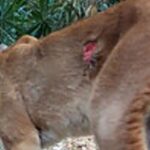 tapires,-pumas-y-otras-especies-silvestres-enfrentan-una-amenaza-silenciosa:-el-gusano-barrenador