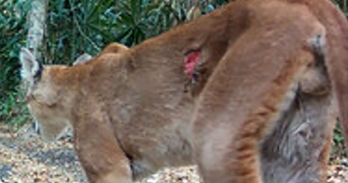tapires,-pumas-y-otras-especies-silvestres-enfrentan-una-amenaza-silenciosa:-el-gusano-barrenador