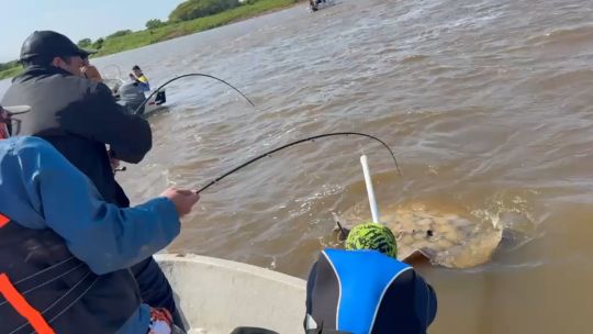 gigante-de-agua-dulce:-pescaron-una-enorme-raya-de-90-kilos-en-el-rio-paraguay