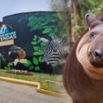 “hasta-siempre,-pancha”:-parque-de-las-leyendas-despide-a-tapir-rescatada-que-albergo-durante-20-anos