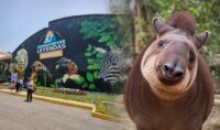 “hasta-siempre,-pancha”:-parque-de-las-leyendas-despide-a-tapir-rescatada-que-albergo-durante-20-anos
