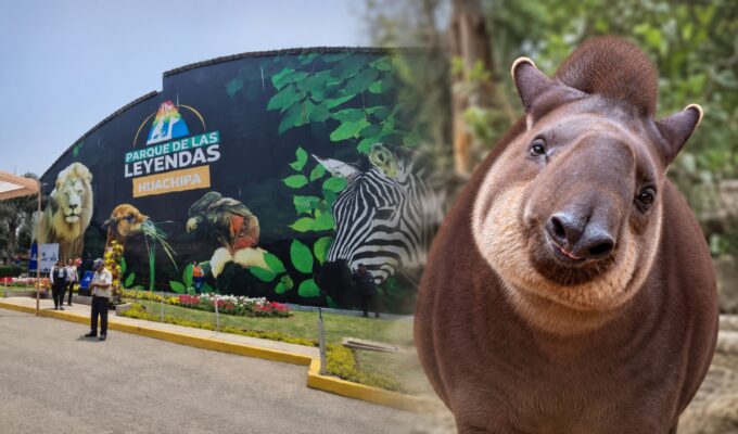 “hasta-siempre,-pancha”:-parque-de-las-leyendas-despide-a-tapir-rescatada-que-albergo-durante-20-anos
