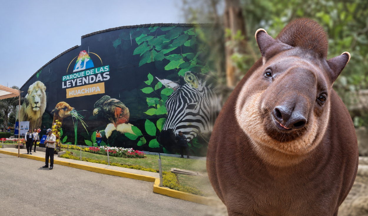 “hasta-siempre,-pancha”:-parque-de-las-leyendas-despide-a-tapir-rescatada-que-albergo-durante-20-anos