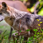 trump-abre-caminho-para-cacar-lobos-antes-quase-extintos