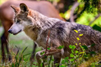 trump-abre-caminho-para-cacar-lobos-antes-quase-extintos