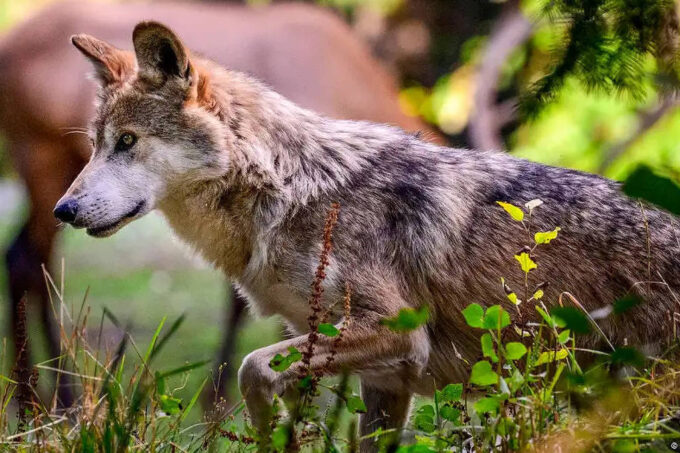 trump-abre-caminho-para-cacar-lobos-antes-quase-extintos