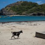 en-1870-introdujeron-cabras-en-una-isla-de-las-seychelles;-50-anos-despues-debieron-erradicarlas-para-evitar-un-desastre-ecologico