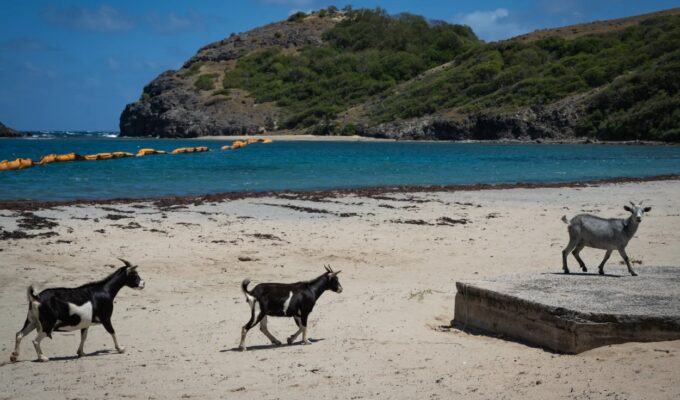 en-1870-introdujeron-cabras-en-una-isla-de-las-seychelles;-50-anos-despues-debieron-erradicarlas-para-evitar-un-desastre-ecologico