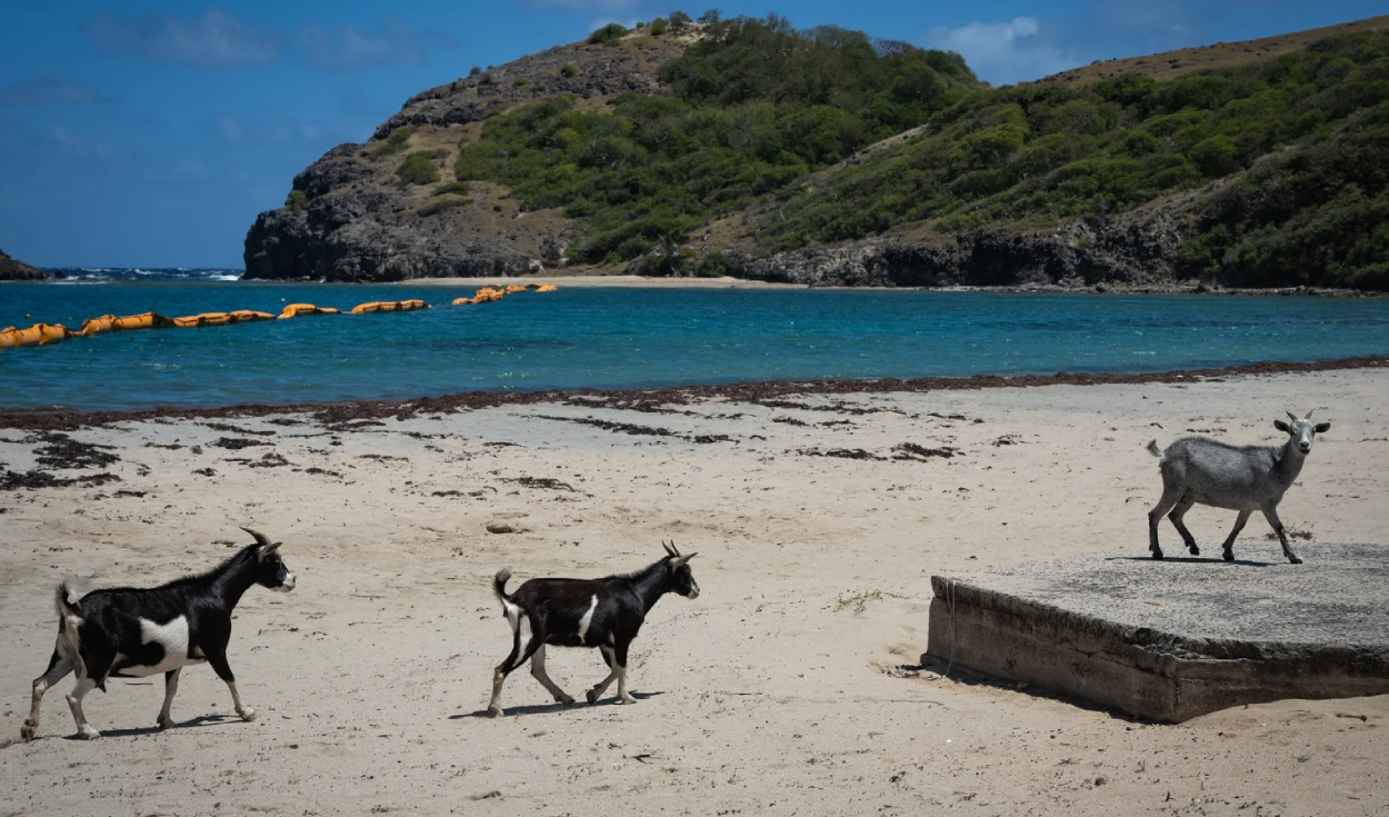en-1870-introdujeron-cabras-en-una-isla-de-las-seychelles;-50-anos-despues-debieron-erradicarlas-para-evitar-un-desastre-ecologico