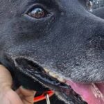 rescatistas-platenses-lanzan-un-sistema-inteligente-de-identificacion-para-perros-y-gatos