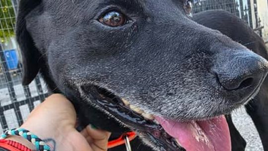 rescatistas-platenses-lanzan-un-sistema-inteligente-de-identificacion-para-perros-y-gatos
