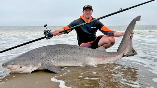 las-senales-no-fallaron:-los-grandes-tiburones-volvieron-a-las-costas-de-san-clemente