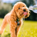 consultas-veterinarias-de-urgencia-se-disparan-en-fiestas-patrias