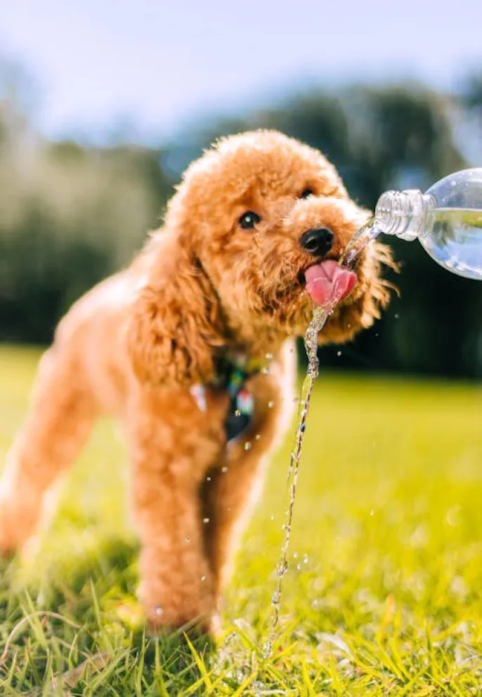 consultas-veterinarias-de-urgencia-se-disparan-en-fiestas-patrias