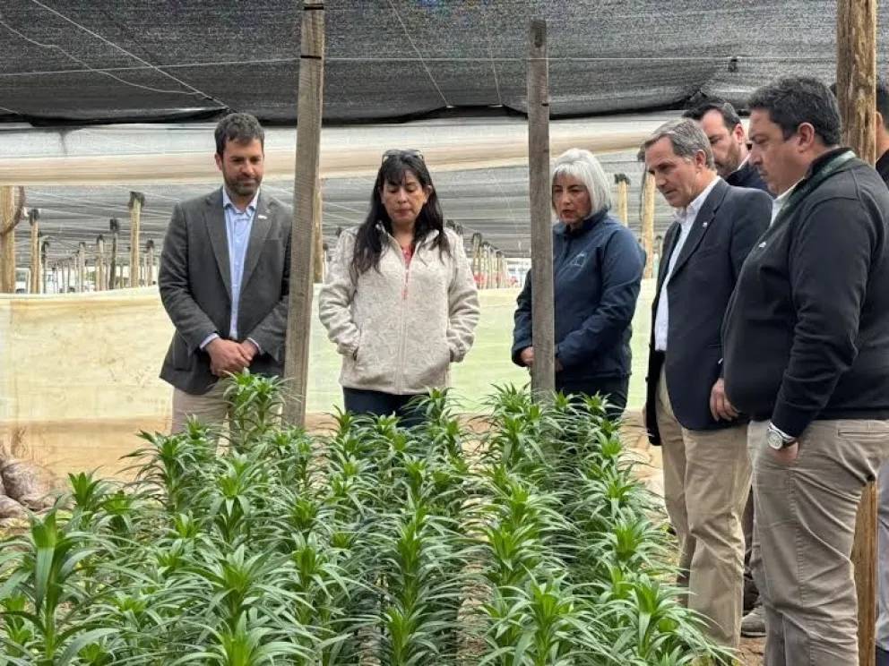 productores-podran-acceder-por-un-ano-mas-a-seguro-por-la-mosca-de-la-fruta