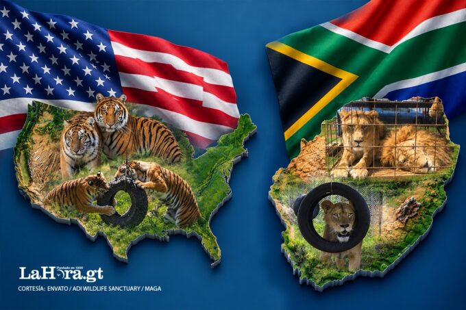 lejos-del-cautiverio:-asi-se-recuperan-los-leones-y-tigres-rescatados-de-los-circos-en-guatemala