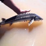 reaparecio-un-pez-de-origen-prehistorico-y-cientificos-necesitan-la-ayuda-de-los-pescadores