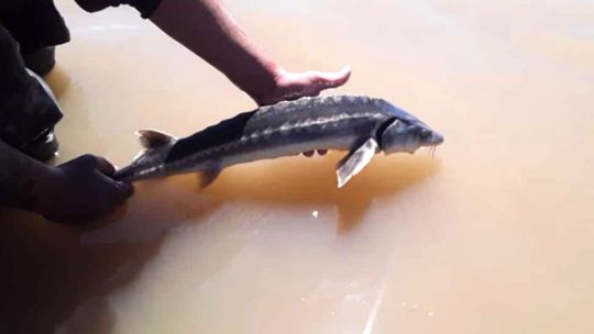 reaparecio-un-pez-de-origen-prehistorico-y-cientificos-necesitan-la-ayuda-de-los-pescadores