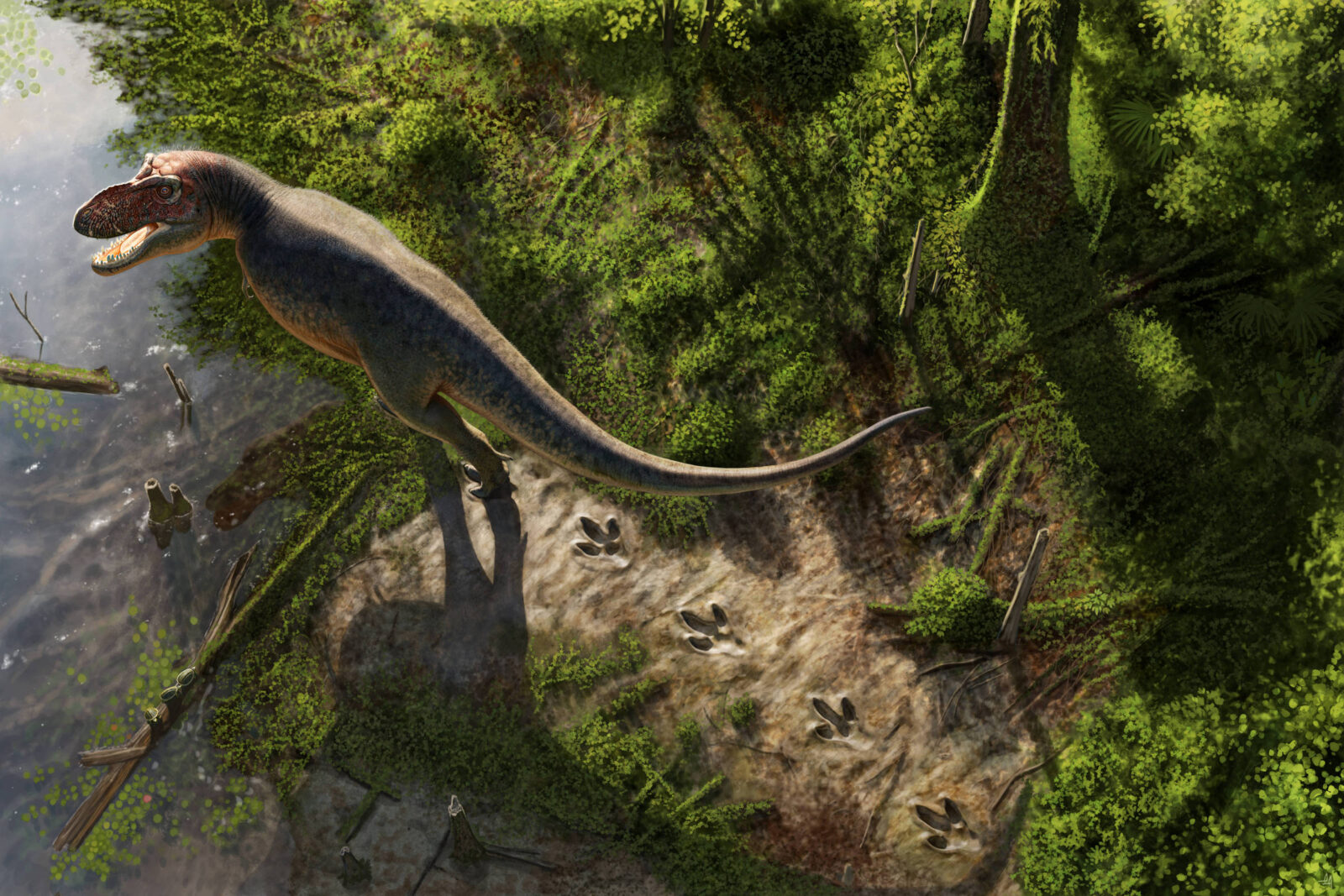 pegadas-de-66-milhoes-de-anos-sao-primeira-trilha-conhecida-de-um-t.-rex-adulto