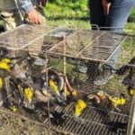 liberan-a-40-aves-exoticas-que-estaban-cautivas-como-mascotas-en-tucuman