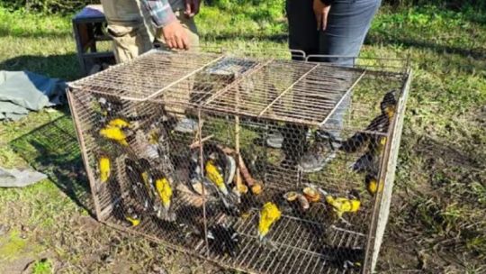 liberan-a-40-aves-exoticas-que-estaban-cautivas-como-mascotas-en-tucuman