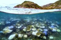 calor-recorde-dos-oceanos-ameaca-a-economia-do-planeta