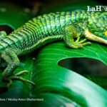 jalapa-establece-el-9-de-septiembre-como-el-dia-municipal-del-dragoncito,-una-especie-en-peligro-critico